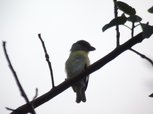 Rufous-browed Peppershrike (Cyclarhis gujanensis), photo 2