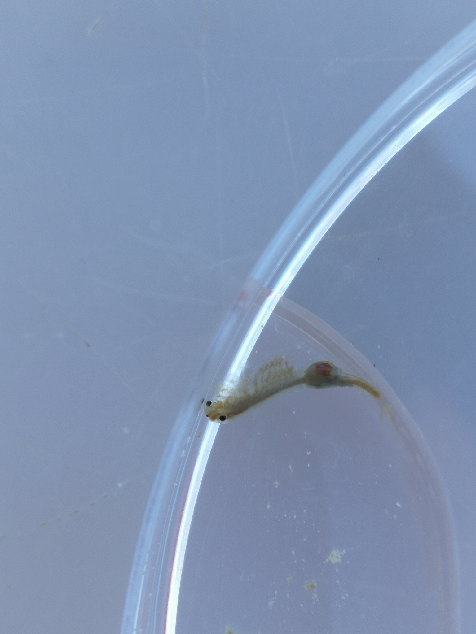 Tanymastix stagnalis (Linnaeus, 1758)