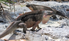 Cyclura cychlura
