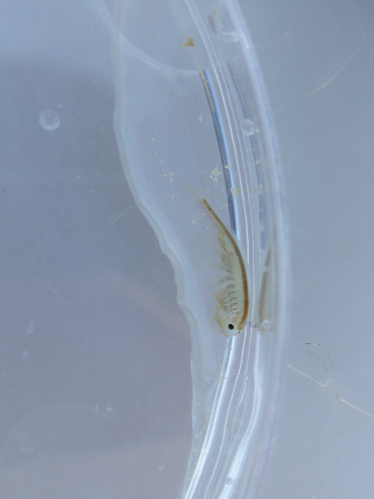 Tanymastix stagnalis (Linnaeus, 1758)