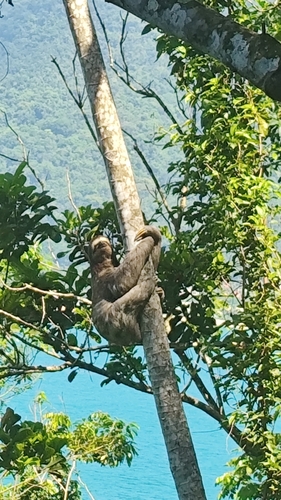Brown-throated three-toed sloth