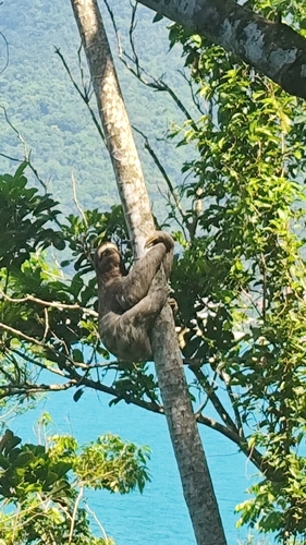Brown-throated three-toed sloth