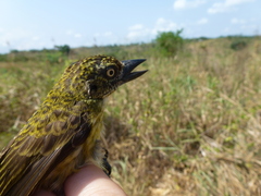 Pogoniulus scolopaceus