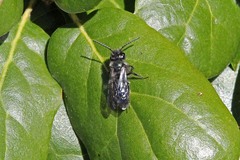 Andrena cerasifolii