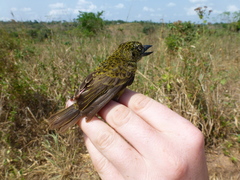 Pogoniulus scolopaceus