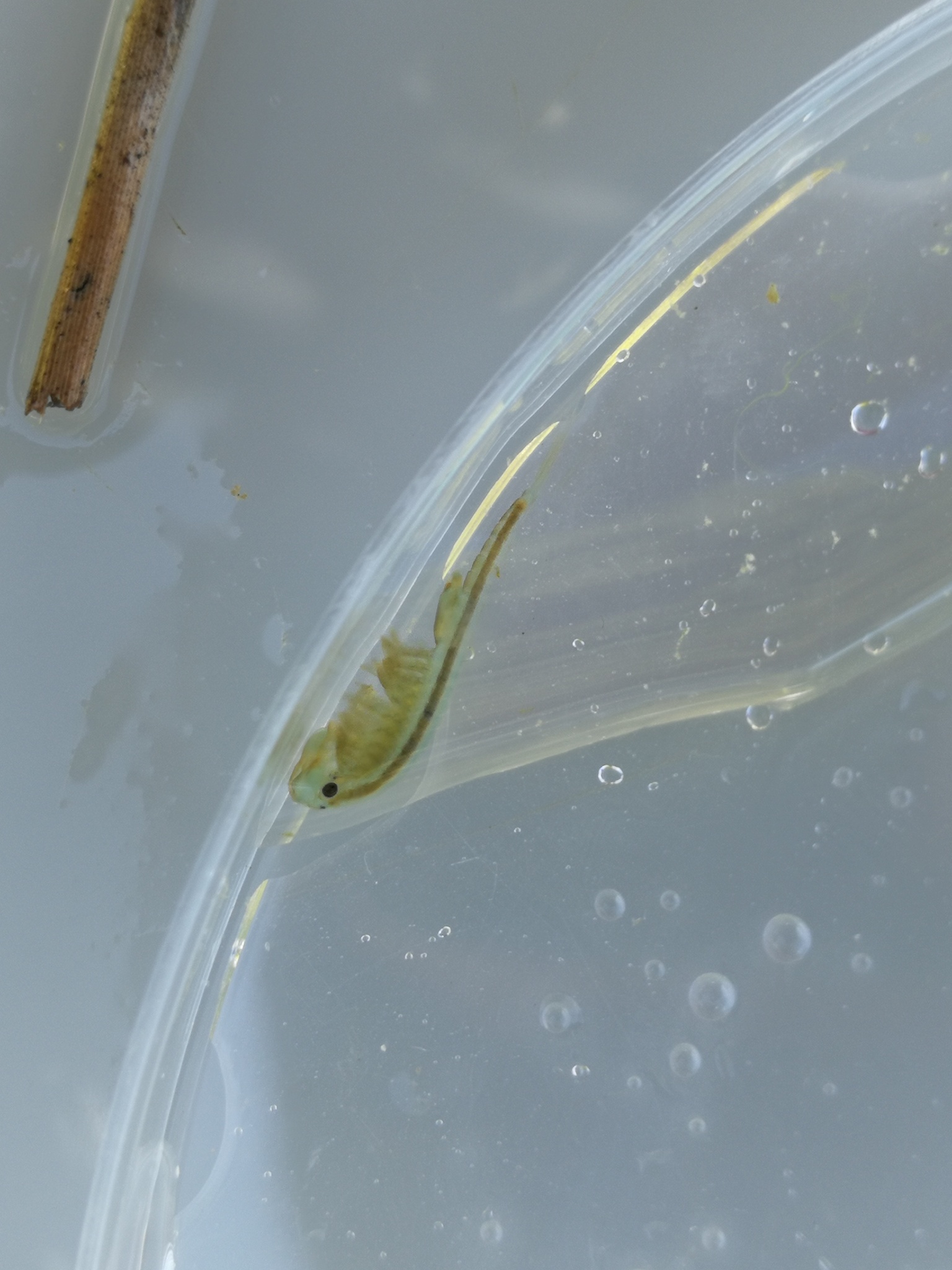 Tanymastix stagnalis (Linnaeus, 1758)
