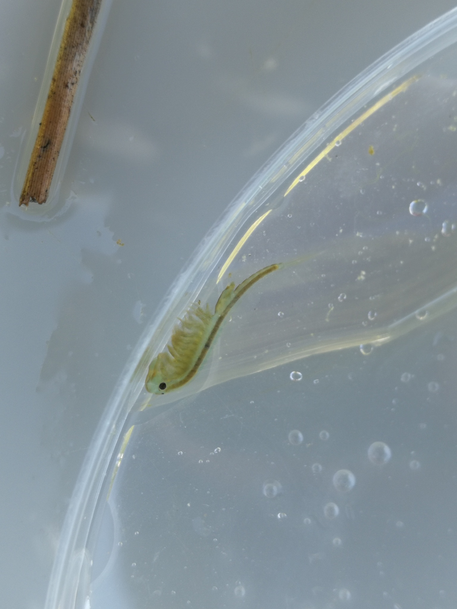 Tanymastix stagnalis (Linnaeus, 1758)