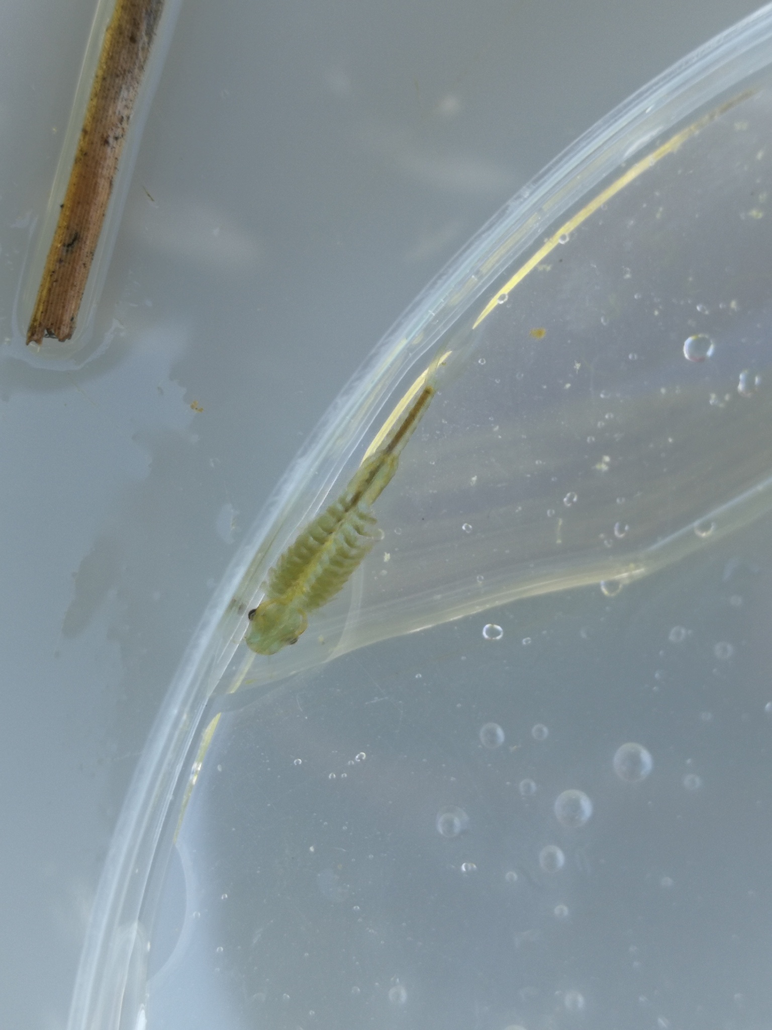 Tanymastix stagnalis (Linnaeus, 1758)