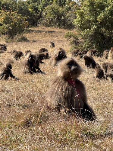 Gelada