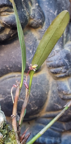Ceratostylis observed 2025-12-27