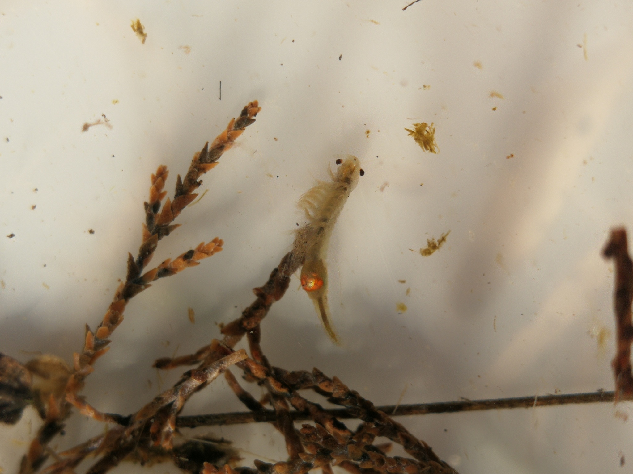 Tanymastix stagnalis (Linnaeus, 1758)