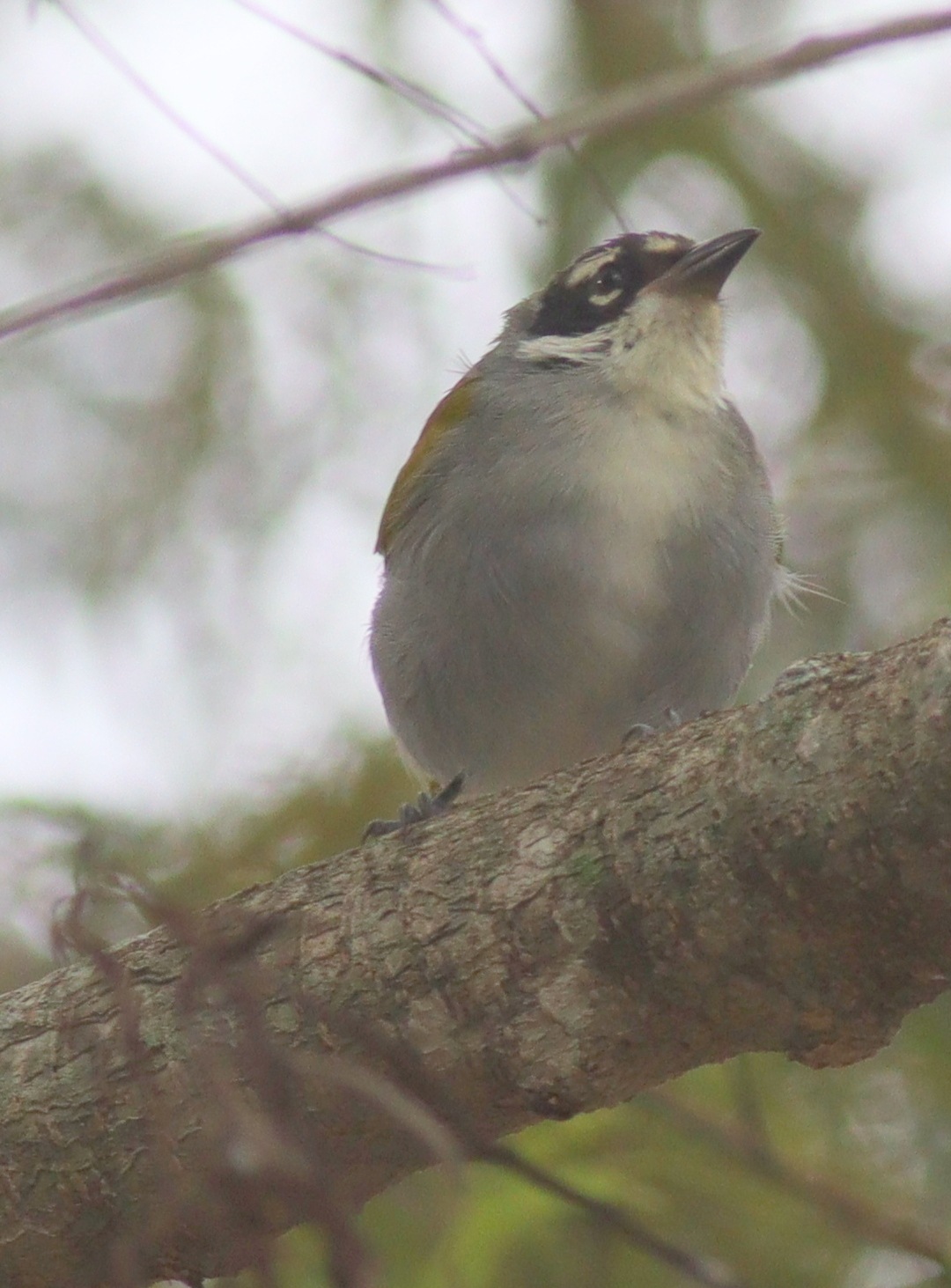 Black-crowned Palm-tanager (Phaenicophilus palmarum), photo 10