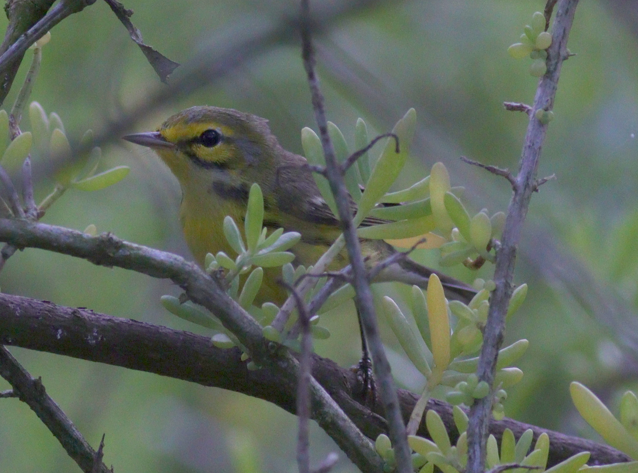 Prairie Warbler (Setophaga discolor), photo 7