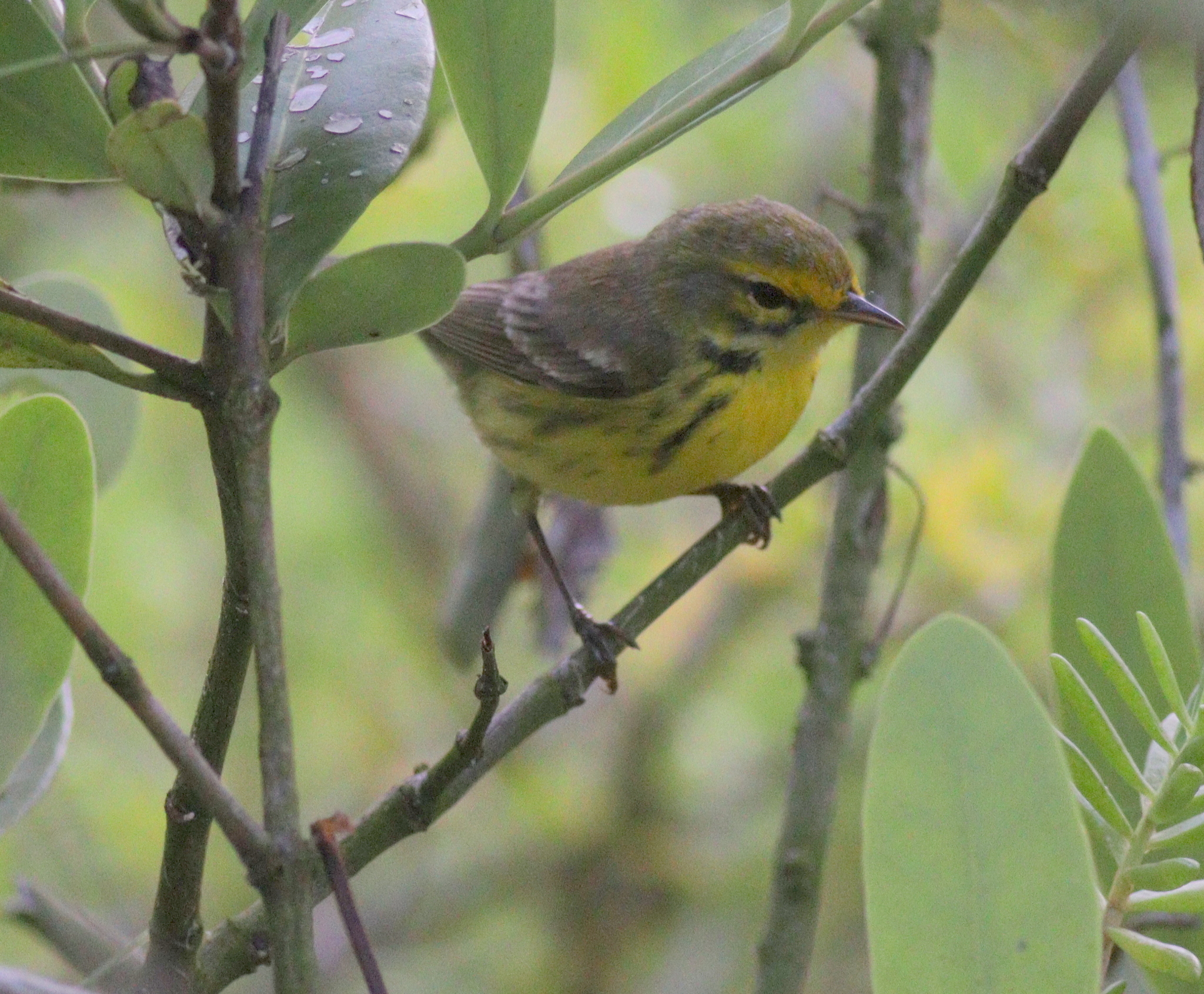 Prairie Warbler (Setophaga discolor), photo 6