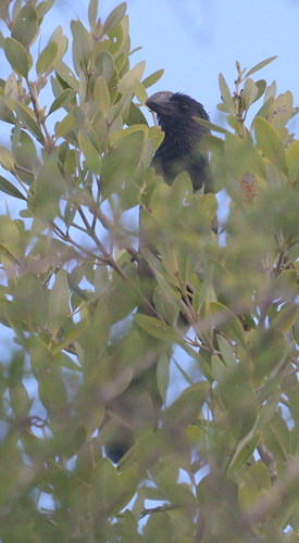 Smooth-billed Ani (Crotophaga ani), photo 6