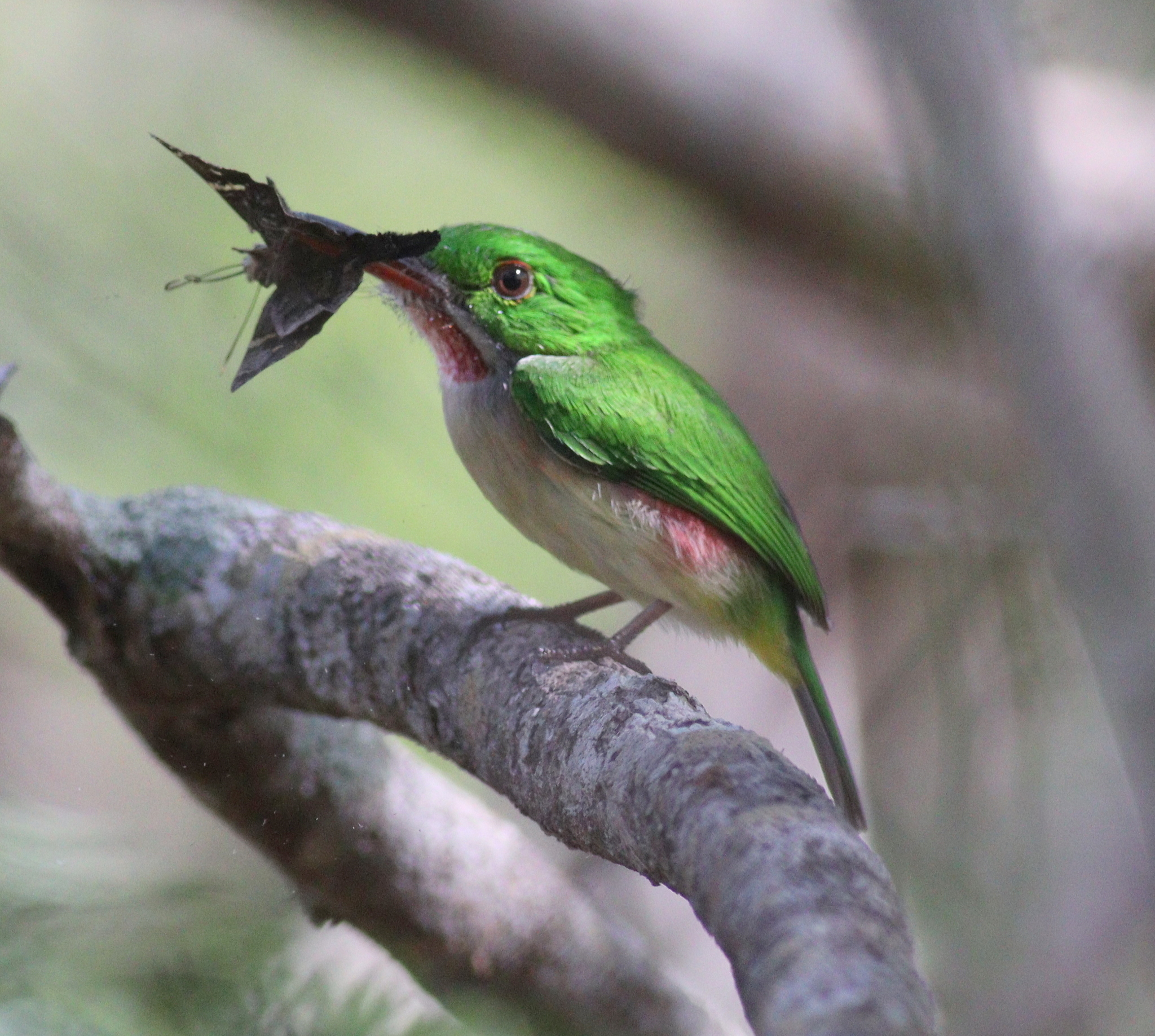 Broad-billed Tody (Todus subulatus), photo 2