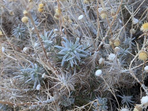 Carlina xeranthemoides, photograph 6