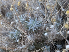 Carlina xeranthemoides, photograph (c) Elias, some rights reserved (CC BY)