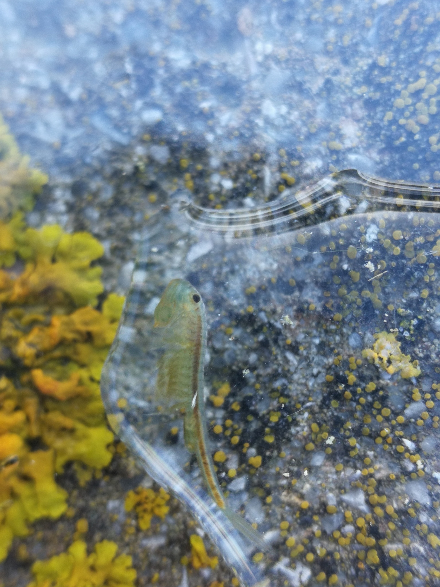 Tanymastix stagnalis (Linnaeus, 1758)