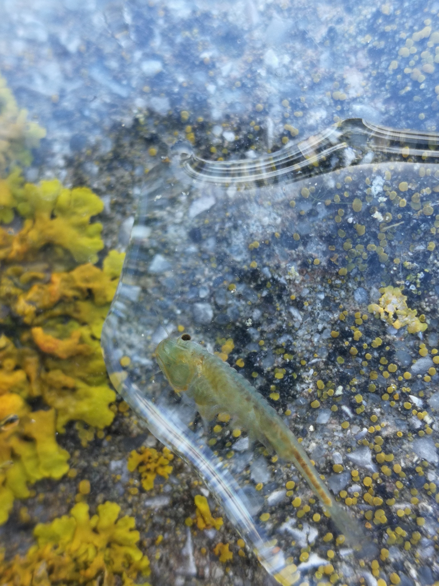 Tanymastix stagnalis (Linnaeus, 1758)