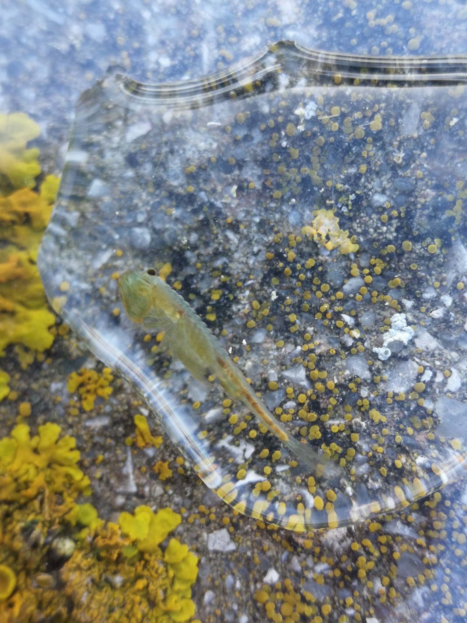 Tanymastix stagnalis (Linnaeus, 1758)
