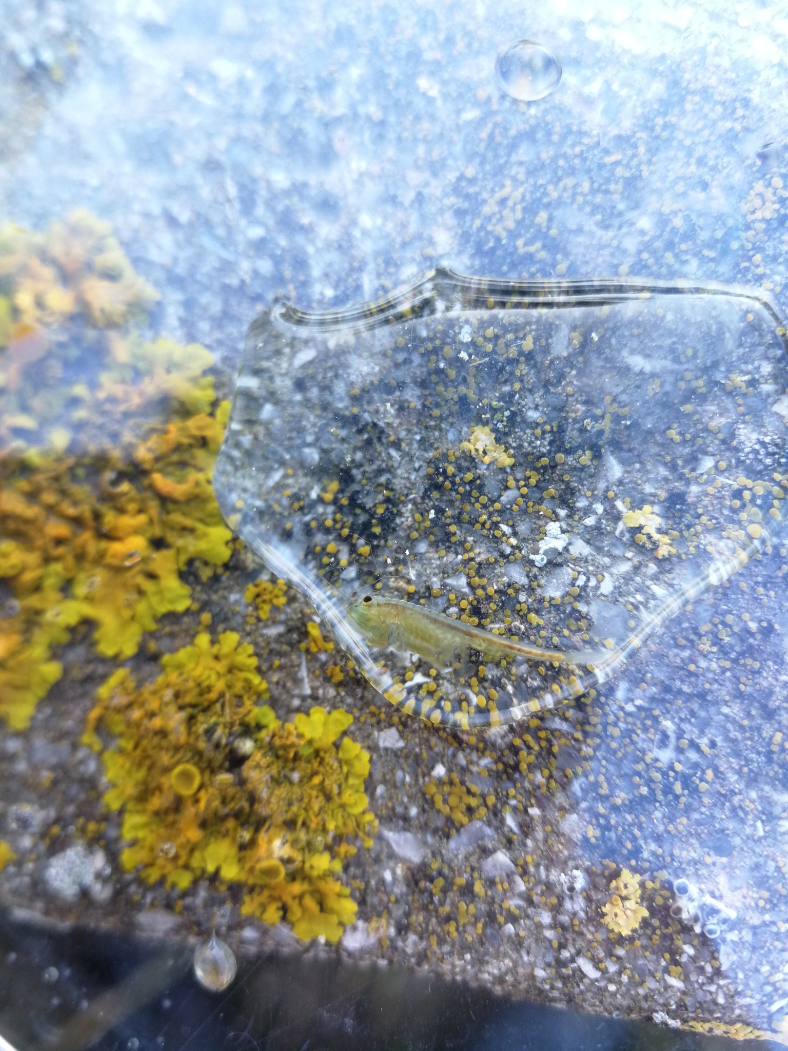 Tanymastix stagnalis (Linnaeus, 1758)