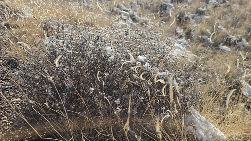Heterotheca hirsutissima, photograph 4
