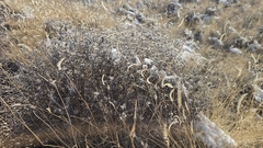Indio Brown, CC BY, iNaturalist via GBIF Heterotheca hirsutissima, photograph Indio Brown, CC BY, iNaturalist via GBIF