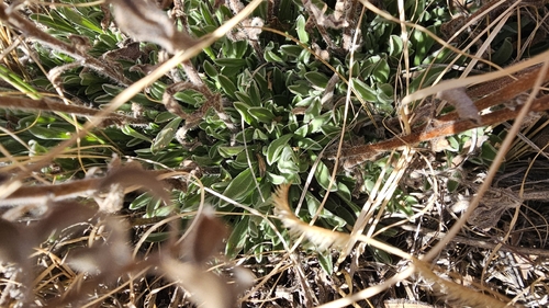 Heterotheca hirsutissima, photograph 6