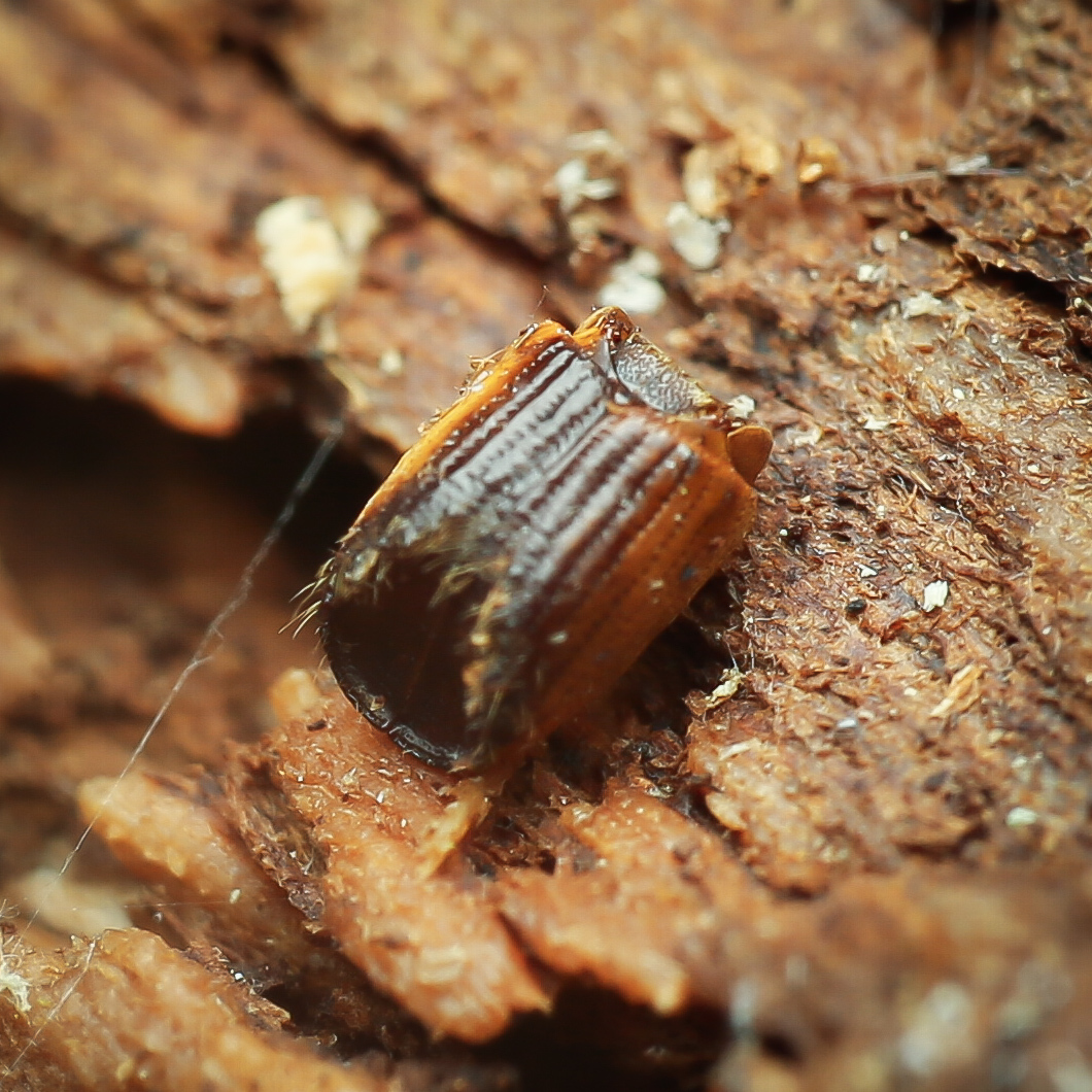 Ips typographus
