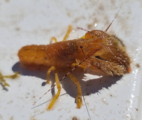 Alpheus villosus observed 2026-01-04