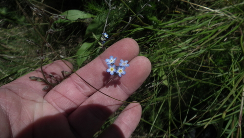 Image of Myosotis semiamplexicaulis by (c) Shaun Swanepoel, some rights reserved (CC BY)