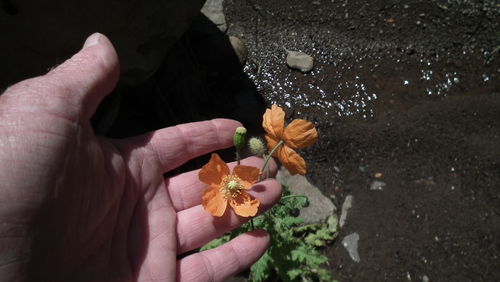 Orange poppy (Afropapaver aculeatum)