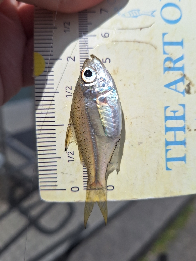 Glass perch (Ambassis interrupta) — Ambassidae