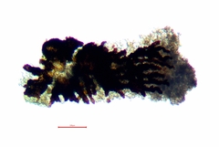 Lichenostigma subradians