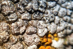 Lichenostigma subradians