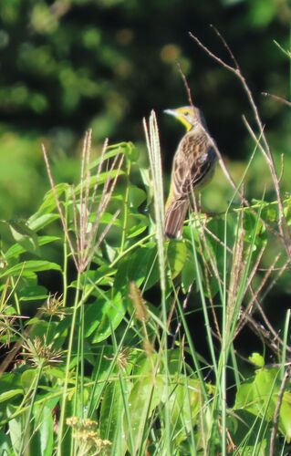 Yellow-throated Longclaw (Macronyx croceus)