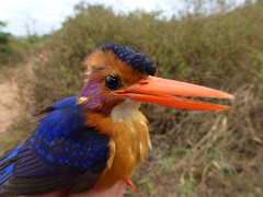 Ispidina picta