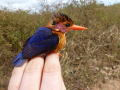Ispidina picta