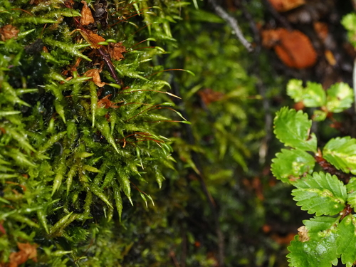 Acrocladium auriculatum observed 2025-12-18