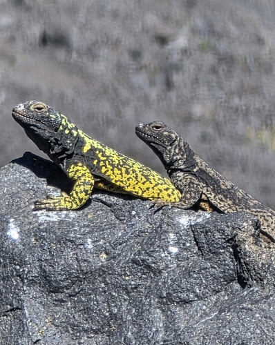 Antuco Chuckwalla, Phymaturus vociferator