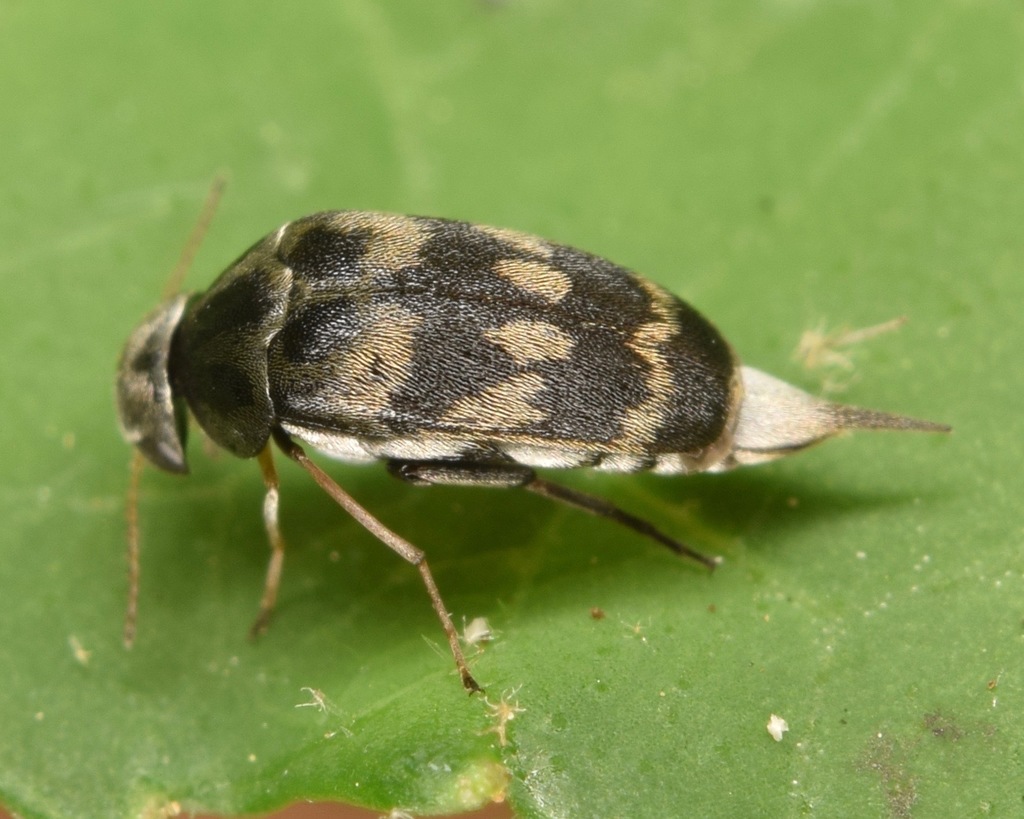 Three-lobed Tumbling Flower Beetle