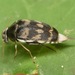 Paramordellaria triloba - Photo (c) skitterbug, algunos derechos reservados (CC BY), uploaded by skitterbug