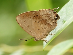 Surendra quercetorum