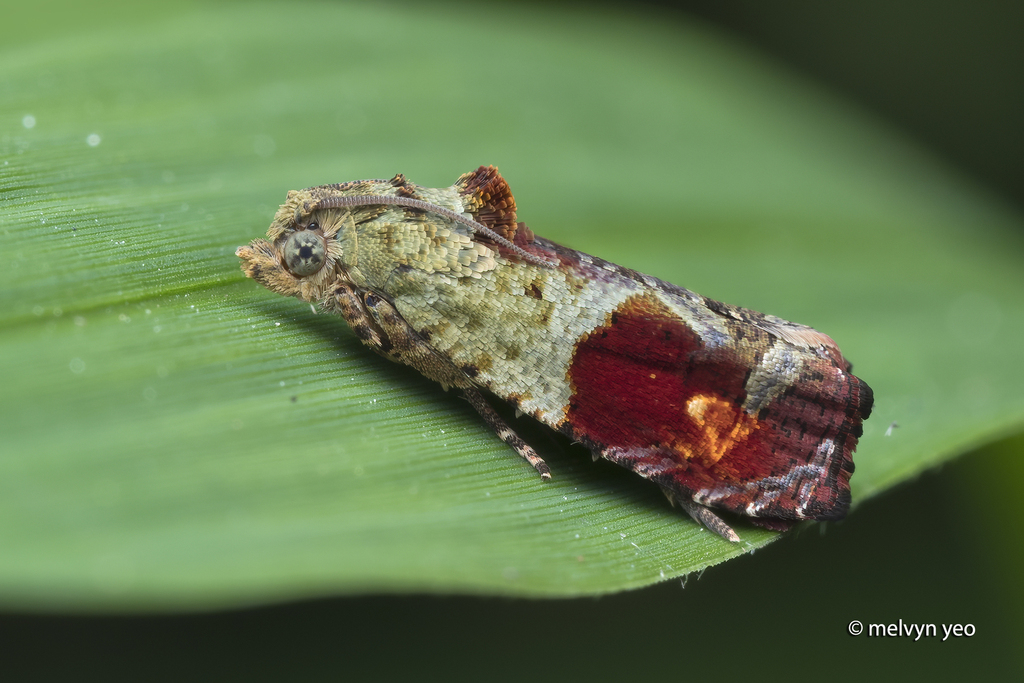 Sorolopha semiculta