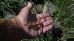 Rumex woodii