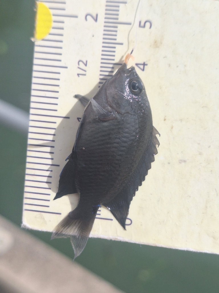Threespot damsel (Pomacentrus tripunctatus) — Pomacentridae