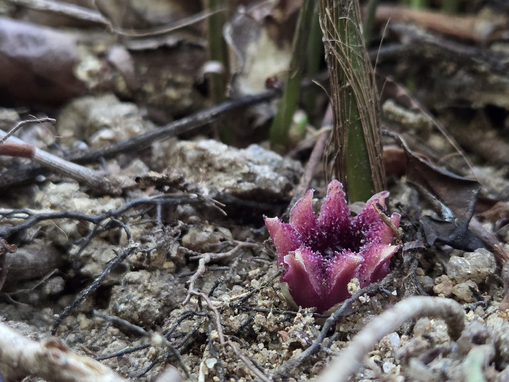 Side quest: Aspidistras  iNaturalist