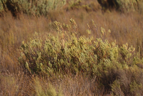 Common Foetid Conebush (Leucadendron brunioides)