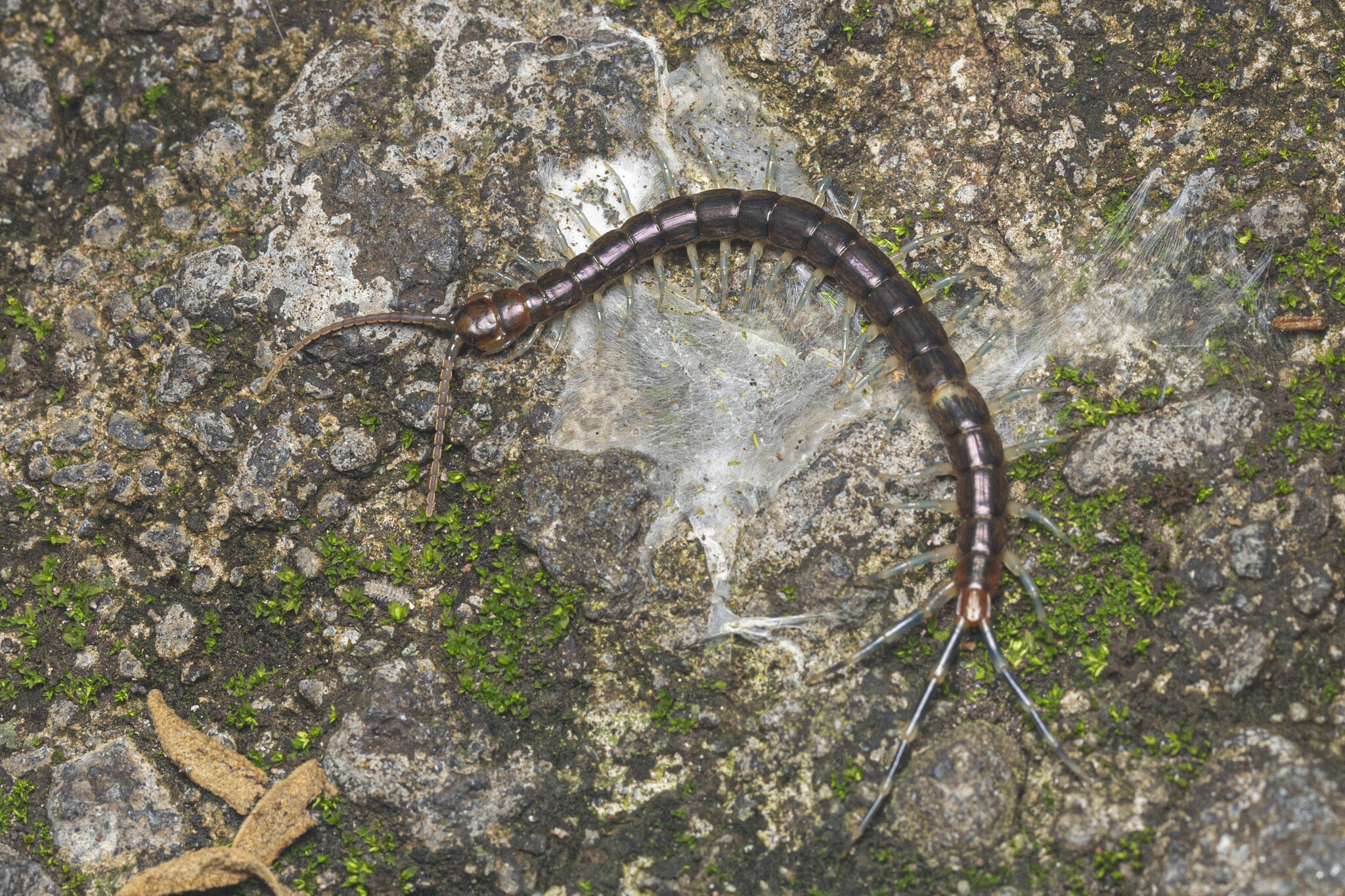 Otostigmus scaber Porat, 1876